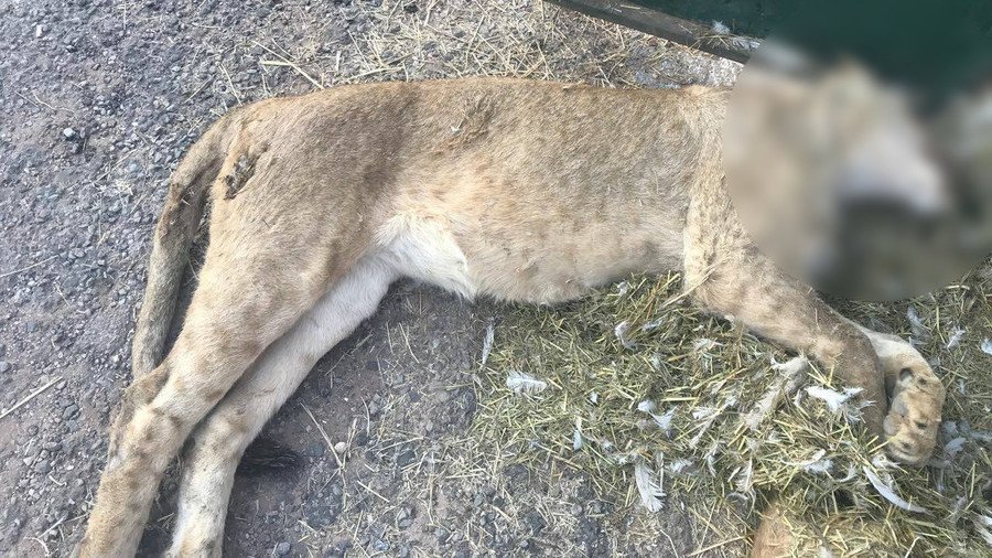  Four lions butchered for suspected use in ‘black magic’ rituals (GRAPHIC PHOTOS)