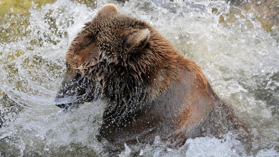 Bear crashes California hot tub, sips margarita, naps (VIDEO)