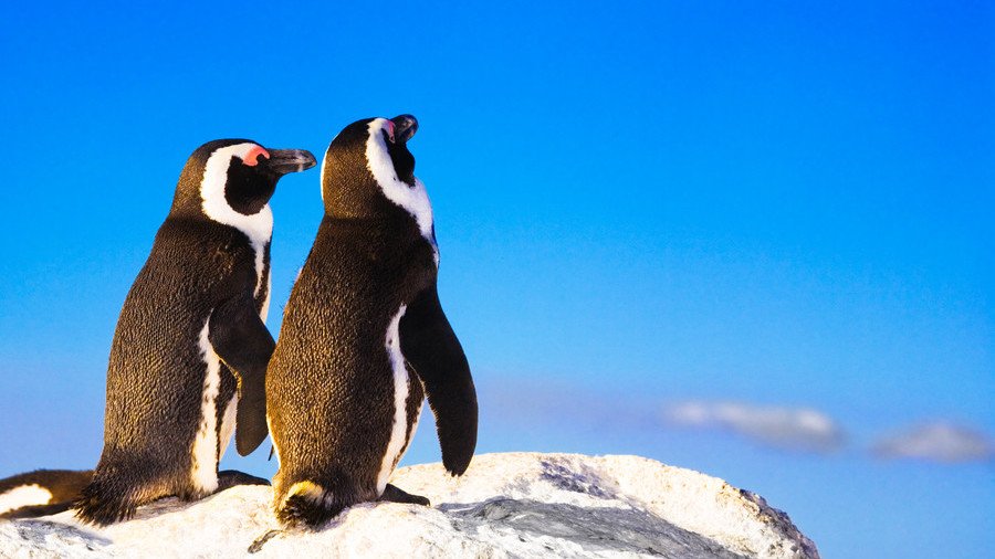 Love birds: Two penguins take a romantic stroll on the beach hand-in-hand (VIDEO)