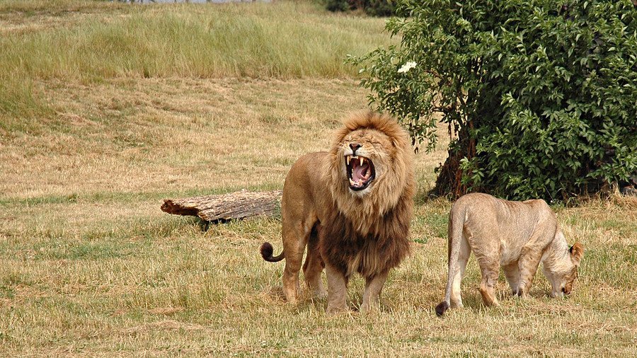 Karma bites: Rhino poachers mauled and eaten by lions in South Africa