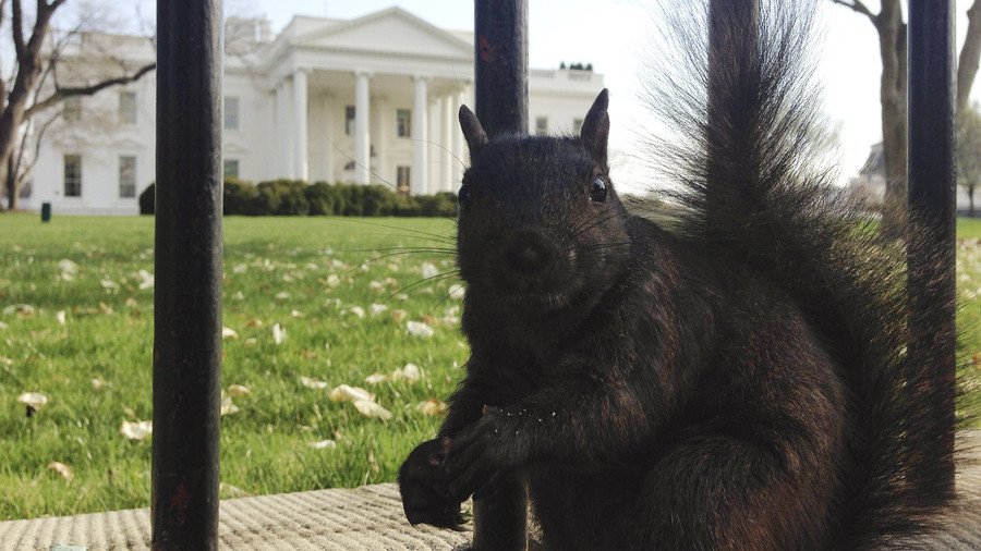 Squirrel nibbles on nuts in Donald Trump-shaped feeder (VIDEO)