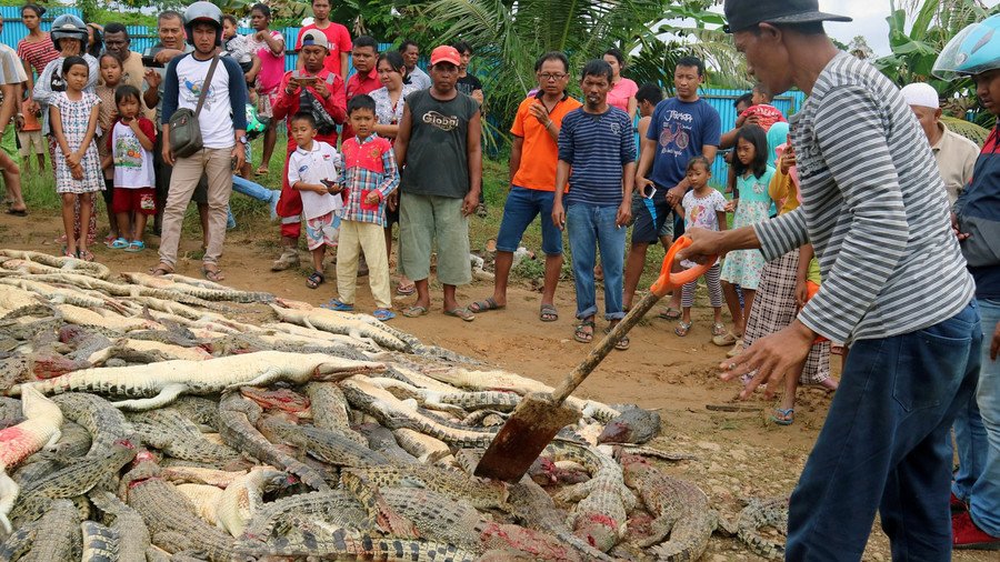 ‘Horrid to see’: Indonesian mob kills 300 crocodiles in revenge attack (PHOTOS)