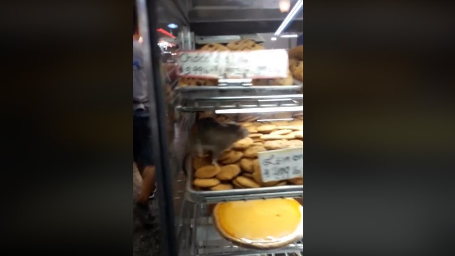 Rat race: Rodent filmed running over cakes in Maryland bakery (VIDEO)
