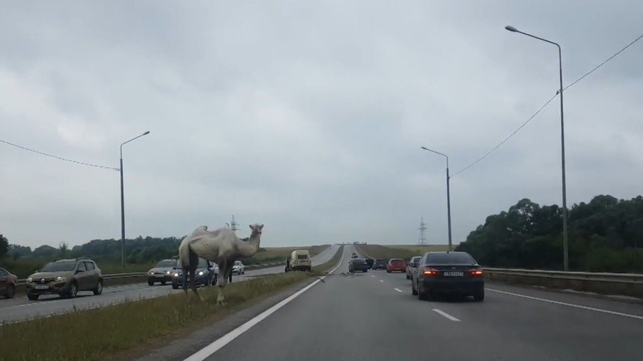 Rogue camel causes chaos on Moscow highway (VIDEO)