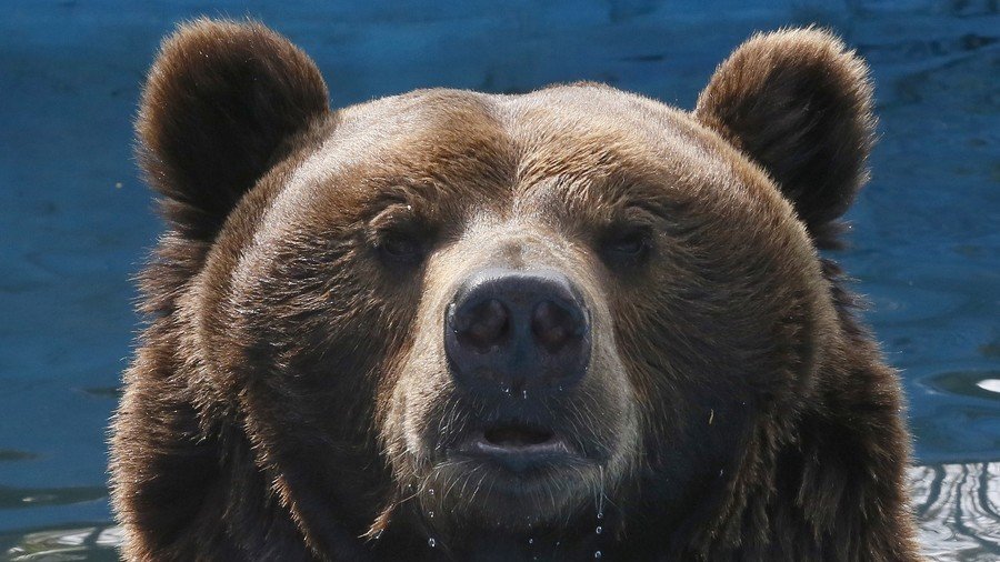 Agent bear: Russia’s FSB enlists animals as ‘strategic resource’