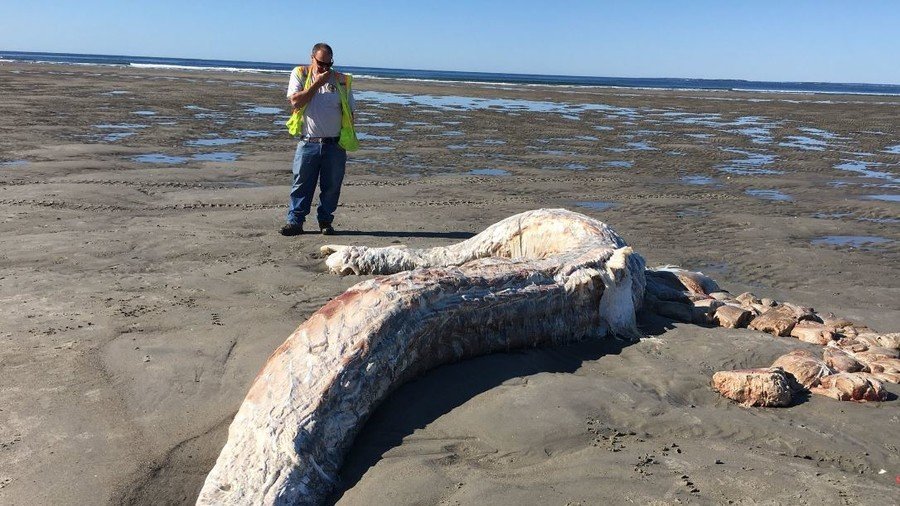 ‘Is that Falkor?’ Hideous sea monster washes up on Maine shore (PHOTOS)