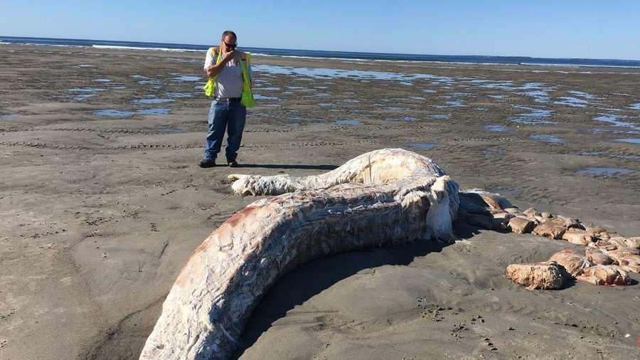 ‘Is that Falkor?’ Hideous sea monster washes up on Maine shore (PHOTOS