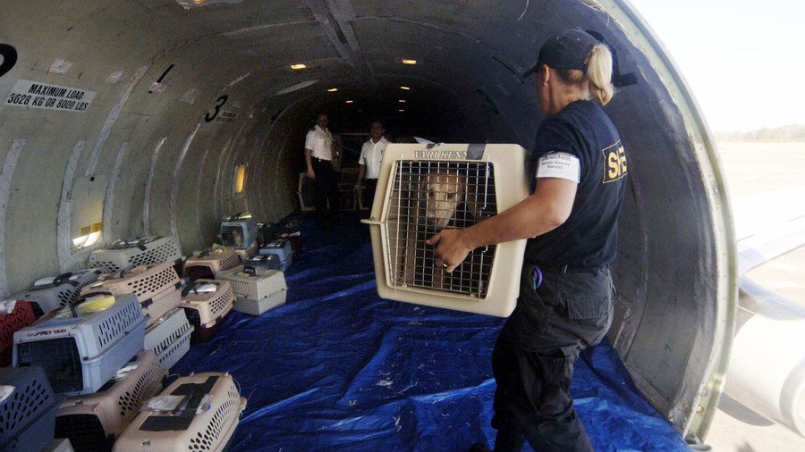 Scared dog forces emergency landing after opening luggage compartment mid-flight