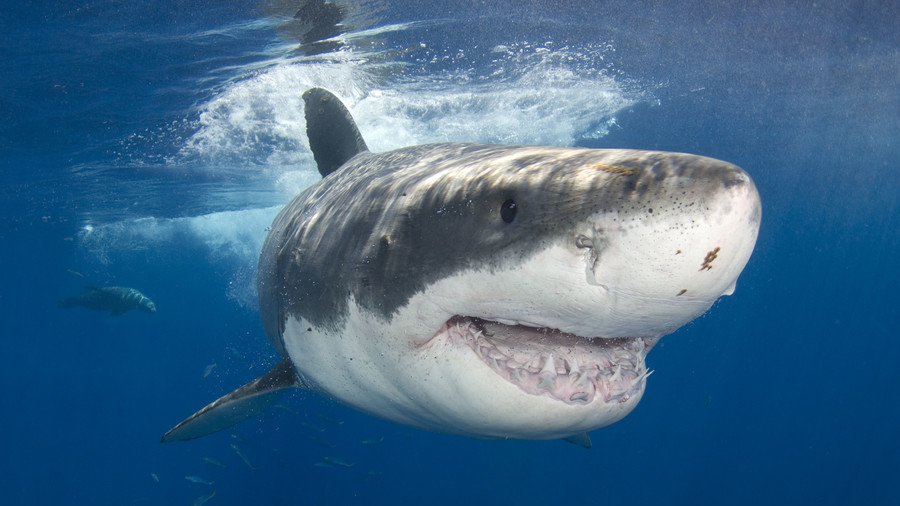 ‘They’re here now’: Great white and hammerhead sharks already in UK waters, say Devon fishermen