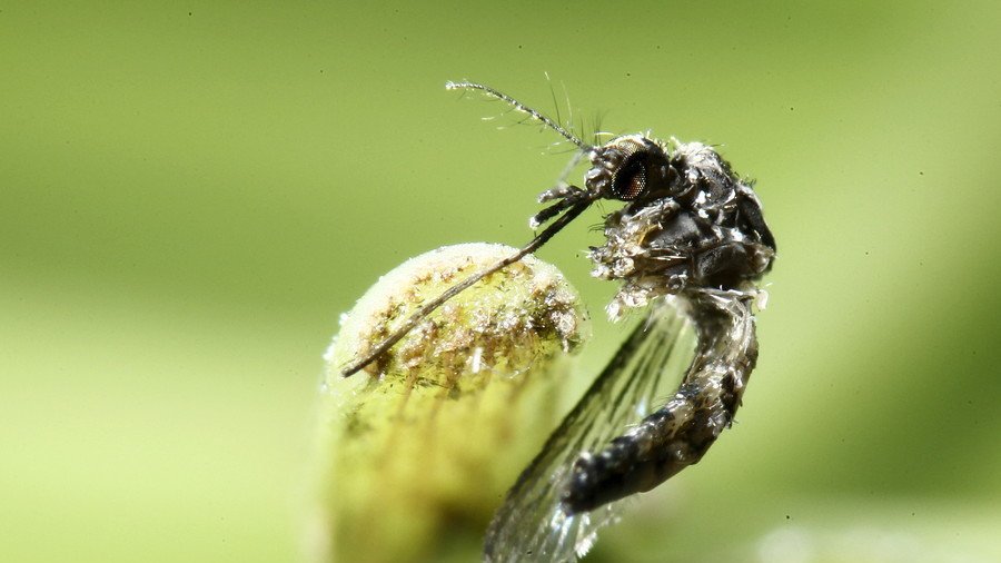 Biting bug ban: French mayor forbids mosquitoes from entering his village