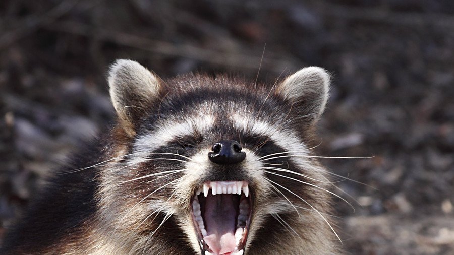 NYC nails cause of ‘zombie racoon’ annihilation in Central Park