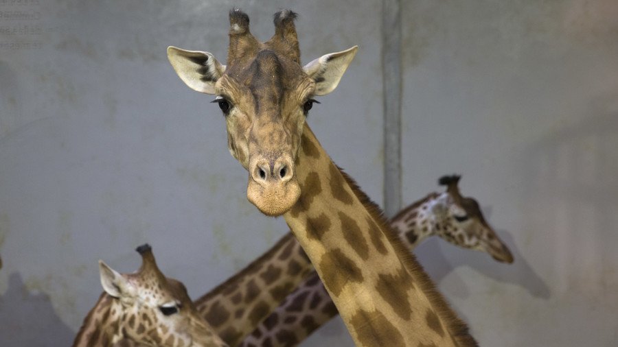 April, ‘the Kardashian of giraffes’, is pregnant AGAIN