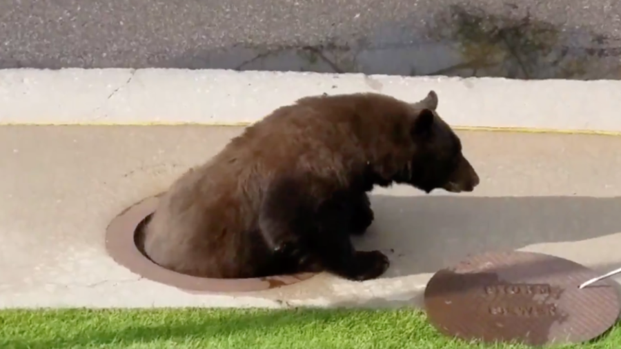A craving for berries gets bear stuck in a storm drain, prompting rescue via manhole (VIDEOS)