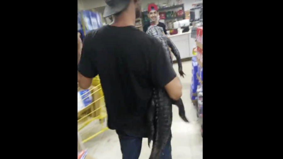 Gator Run: Florida man chases away store customers with a baby alligator… just to buy beer (VIDEO)