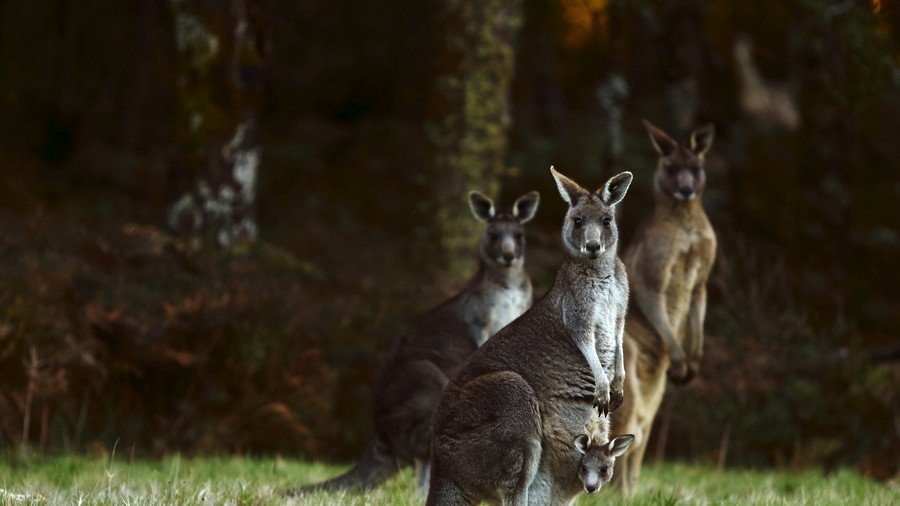 1,000 kangaroos stampede across ‘destroyed’ Australian paddock (VIDEO)