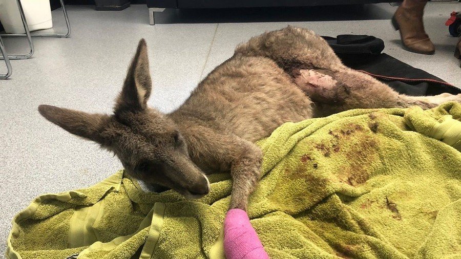 Kangaroo crashes into family home window, collapses in a bloody heap beside toilet (GRAPHIC PHOTOS)
