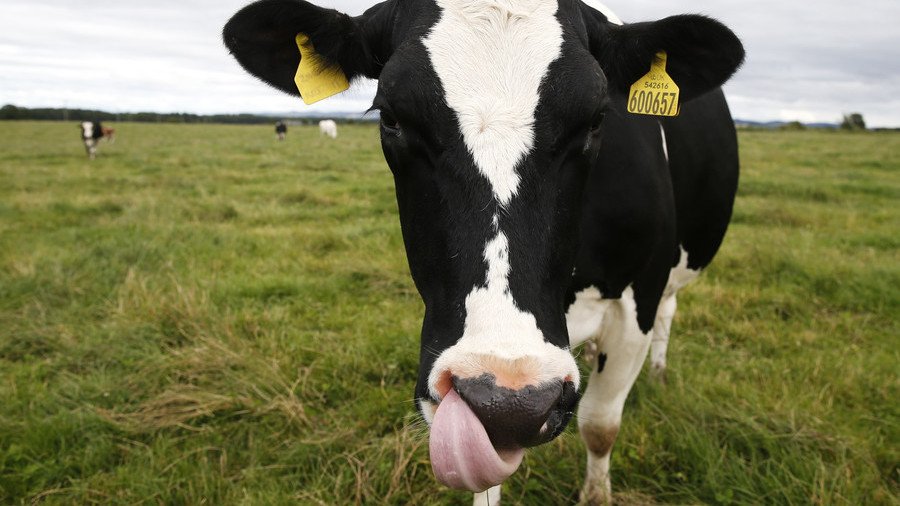 Hoof do you think you are? Cop chased away by freedom-seeking Scottish cow (VIDEO)