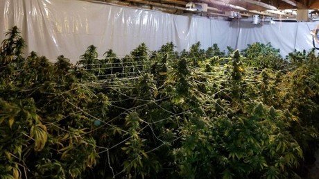 High crime: Georgia cops inadvertently find grow house with $1.2mn-worth of marijuana