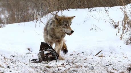 Chernobyl wolves could spread gene mutations outside radioactive exclusion zone
