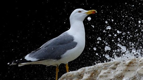 Soused sea birds? Charity blames breweries for turning seagulls into boozehounds 