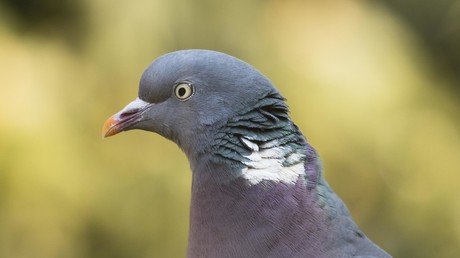 Man accused of shooting migrant worker in Italy claims he meant to hit pigeon