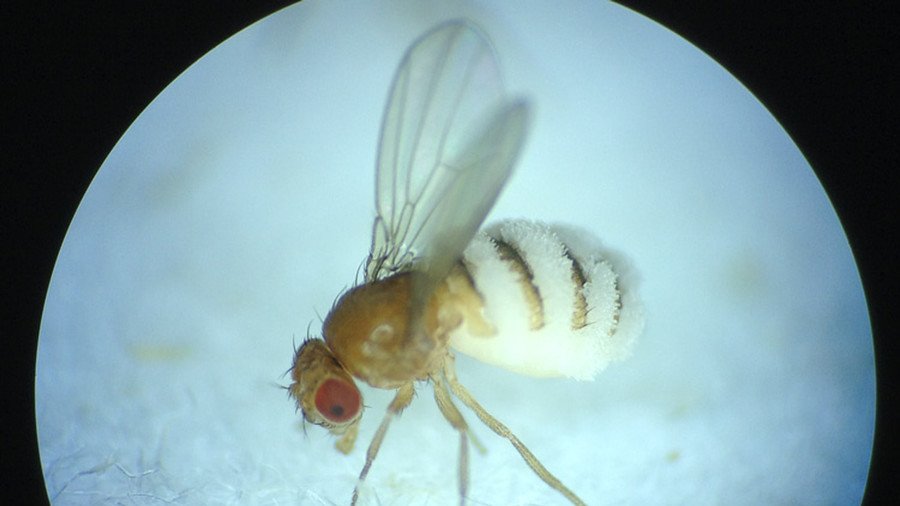 ‘Invasion of the body snatchers’: Mind-control fungus shows flies a gruesome end