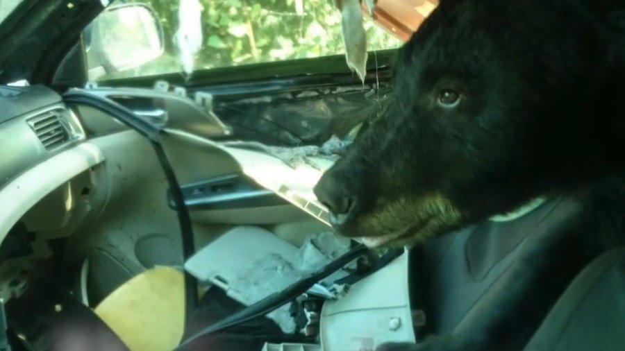 Bear rips car to shreds after becoming trapped inside (VIDEO)