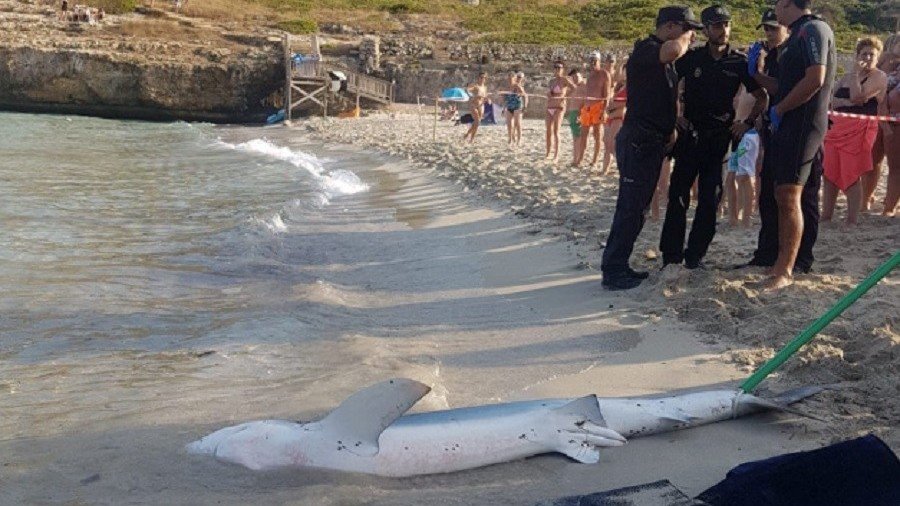 10ft shark terrifies tourists & shuts down beach after being attacked by ray (VIDEOS)