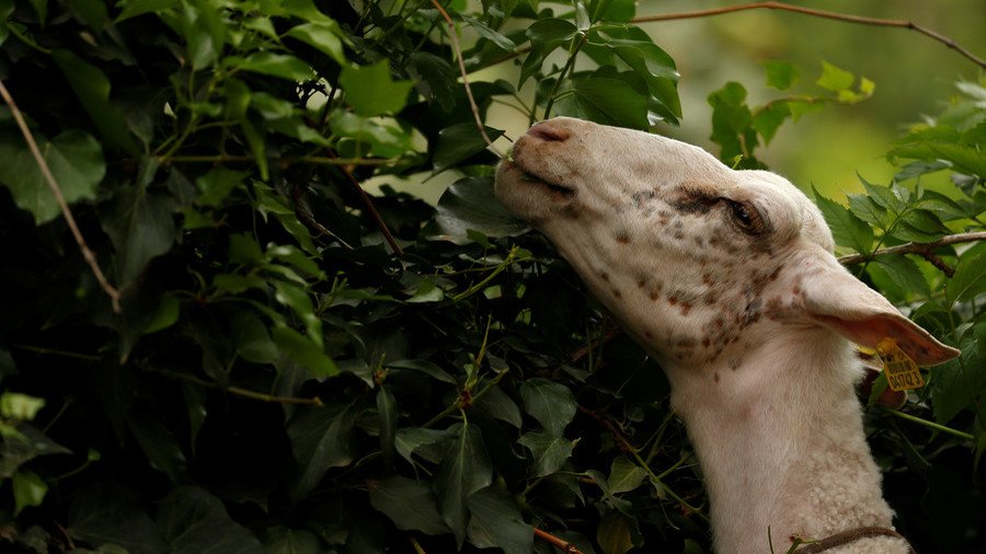 ‘Nobody has a clue where the goats came from’: Idaho city overrun with mystery farm animals (VIDEO)