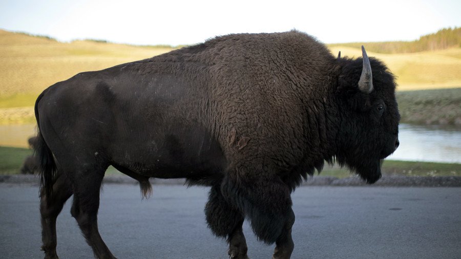 Man filmed harassing bison arrested after 4th national park incident in 7 days (VIDEO)