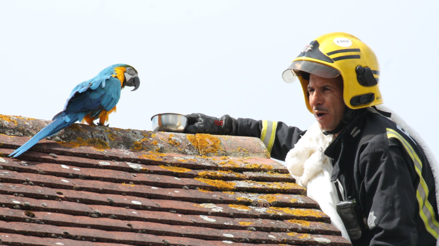 Parrot trapped on roof for three days tells rescuers to ‘f**k off!’