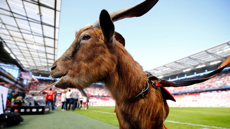 Turkish football team sells 18 players to buy 10 goats in bizarre revenue generator