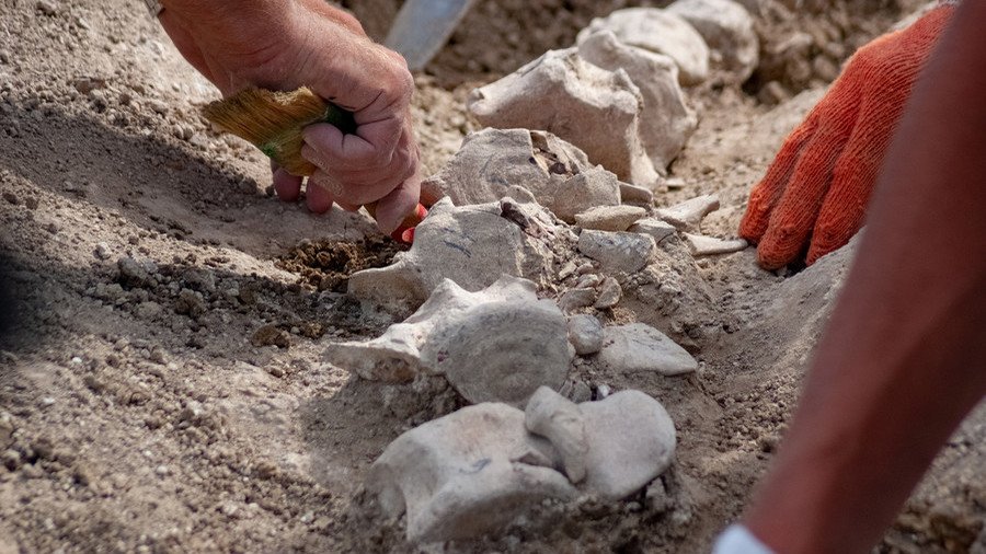 Rare 10-million-year-old whale dug up in Crimea (PHOTOS)