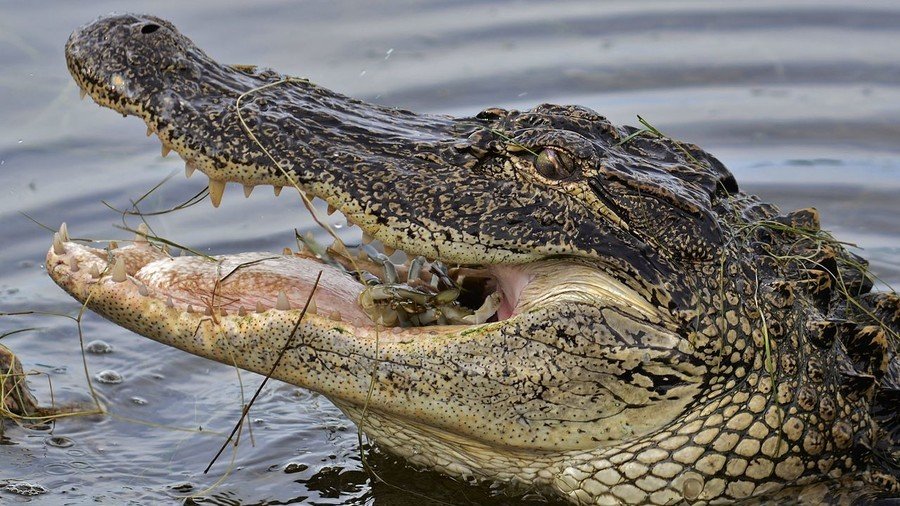 Alligator kills South Carolina woman, drags her body into lagoon