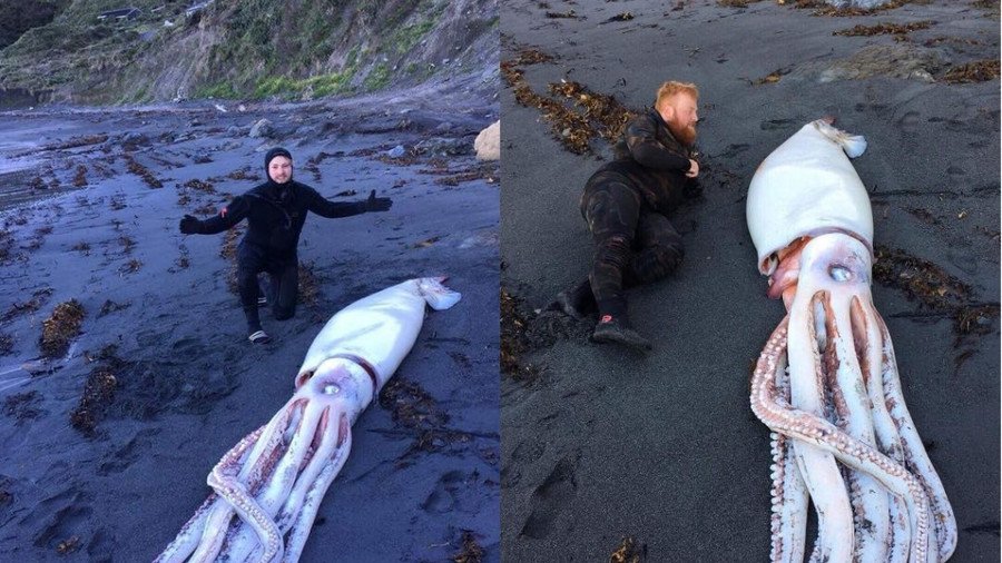 Monstrous giant squid discovered on New Zealand beach (PHOTOS)