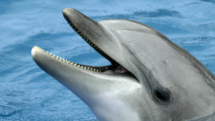 Lusty dolphin shuts down Brittany beach 