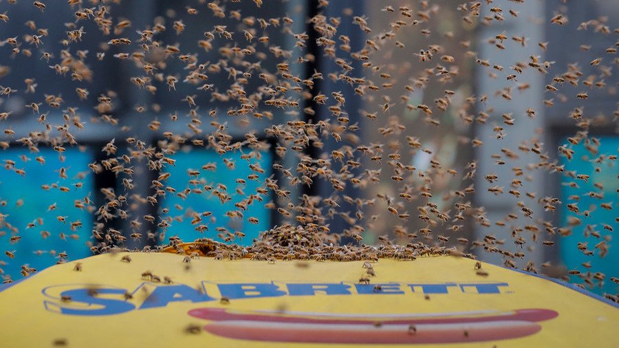 Not the bees! Times Square cordoned off after swarm takes over hot dog stand (PHOTO,VIDEO)