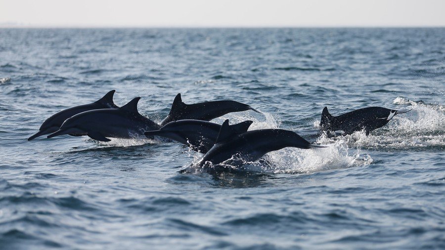 Dolphin teaches mates how to walk on water after learning trick in captivity (VIDEO)