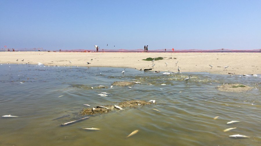 2,000 fish likely cooked to death in extreme California heatwave