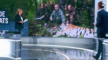'Propaganda never takes time off': Putin 'hunts tigers' during his holidays, French TV claims