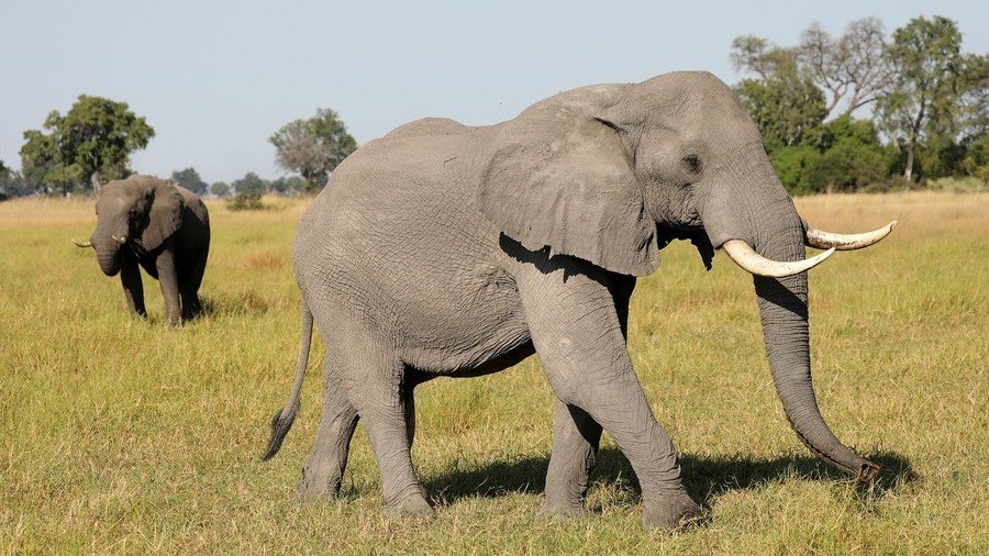 ‘Open season for poachers’: 87 elephant carcasses found in Botswana