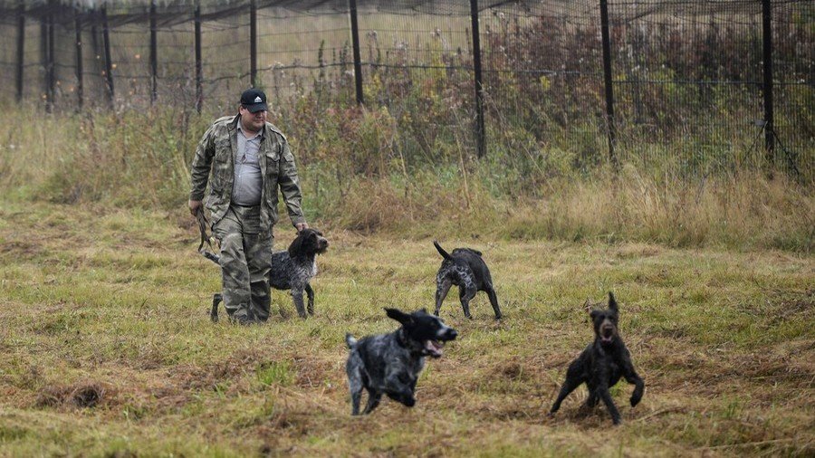 Russian ban on blood-chilling ‘contact baiting’ of hunting dogs comes into force