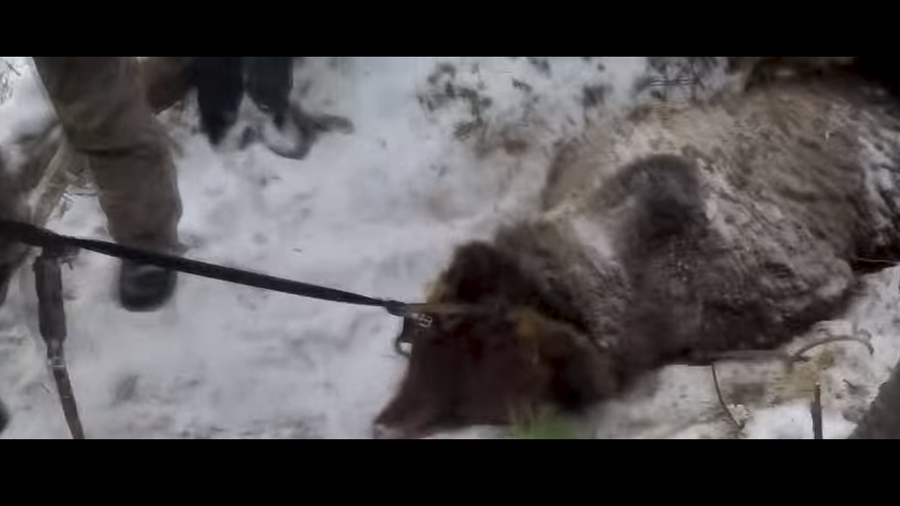 Outrage after Russian governor filmed shooting hibernating bear in the head (VIDEO)