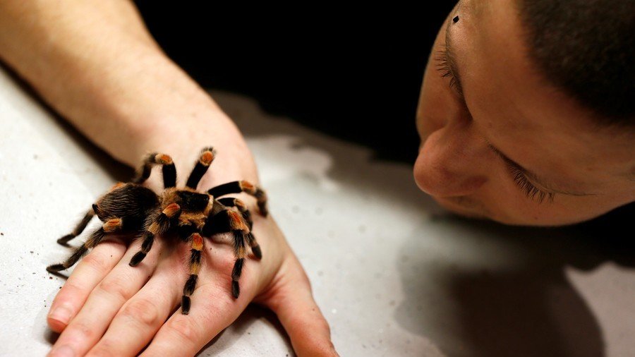 Live tarantula & scorpions stolen in bizarre $40k bug museum heist