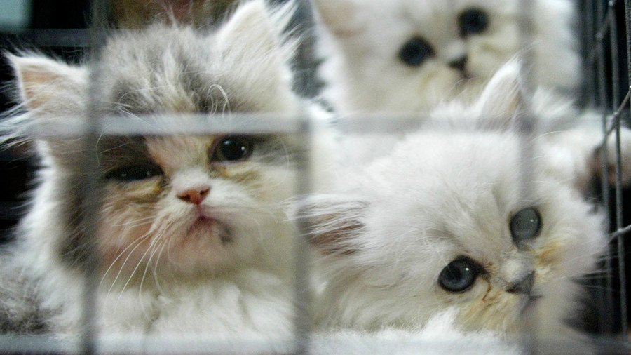 US govt blocks info release on thousands of kittens experimented & killed at Maryland lab – lawsuit