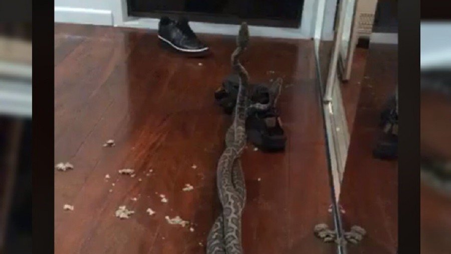 'Naughty snakes!' Pythons fighting over female fall through ceiling of Australian home (VIDEO)