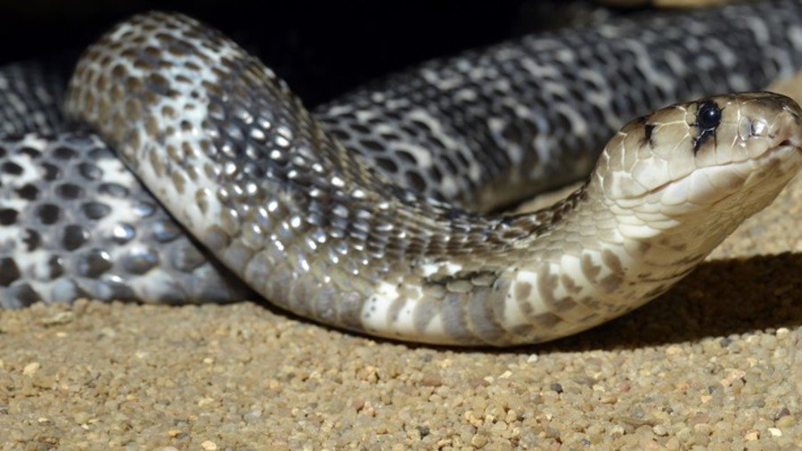 Indian duo resort to ‘kissing’ cobras for venom high