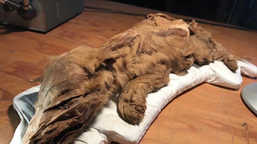 ‘Oldest in the world’: Mummified ice age wolf pup & caribou calf found in Yukon (PHOTOS)