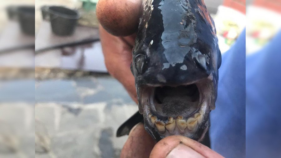 Terrifying piranha with ‘human teeth’ pulled from Russian river (PHOTO)