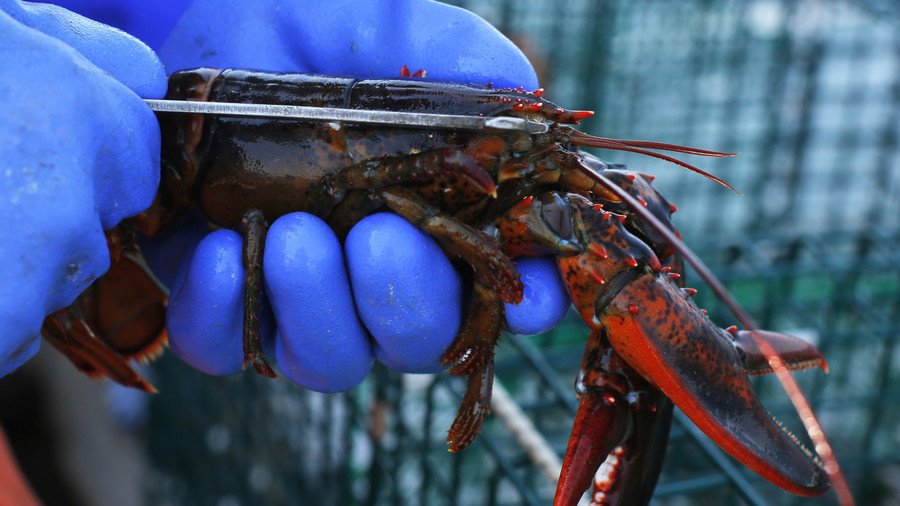 Lobster pot: Restaurant gets shellfish high on marijuana prior to cooking